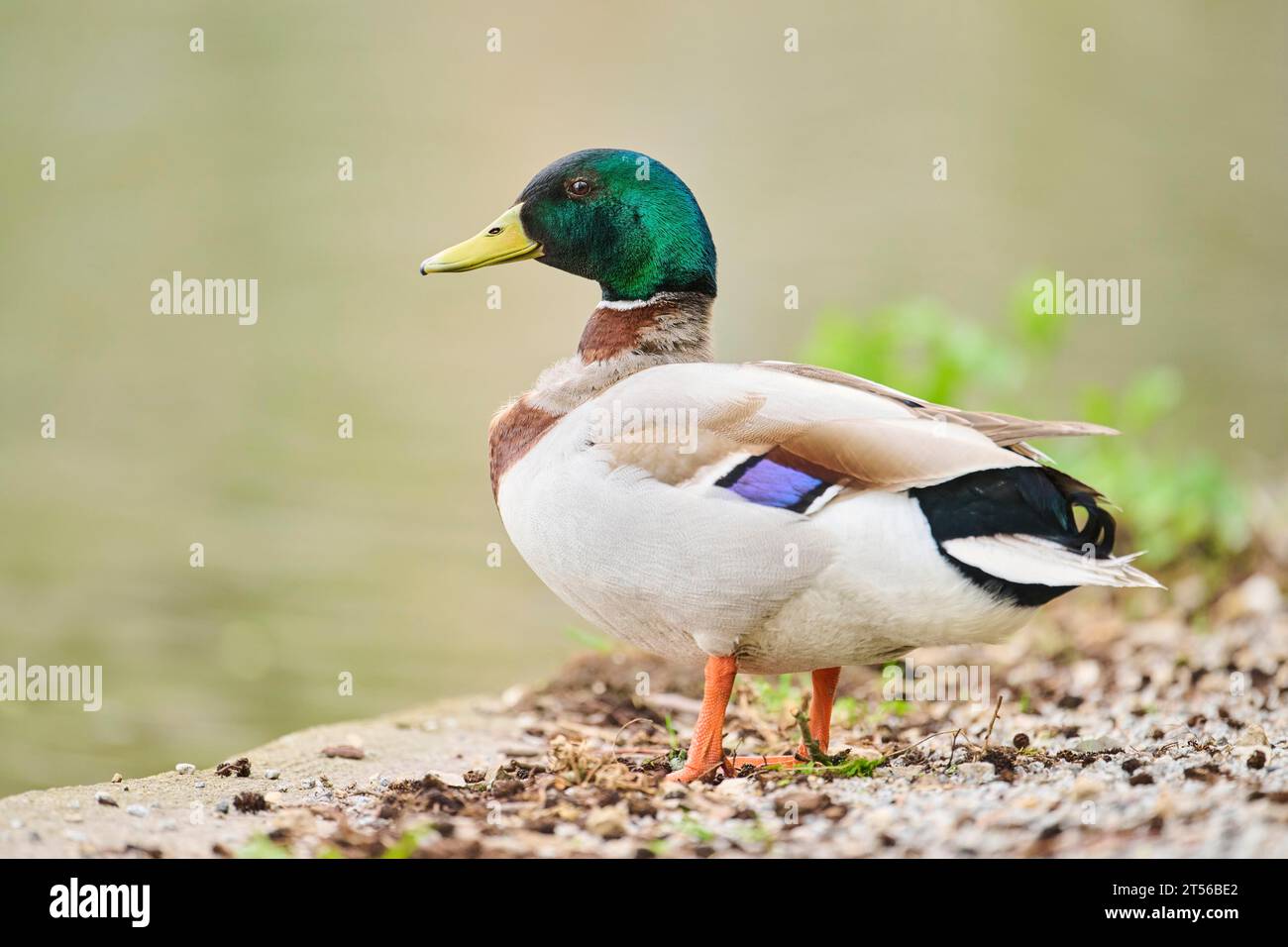 Anatra selvatica (Anas platyrhynchos) maschio in piedi sul bordo di un piccolo lago, Baviera, Germania Foto Stock