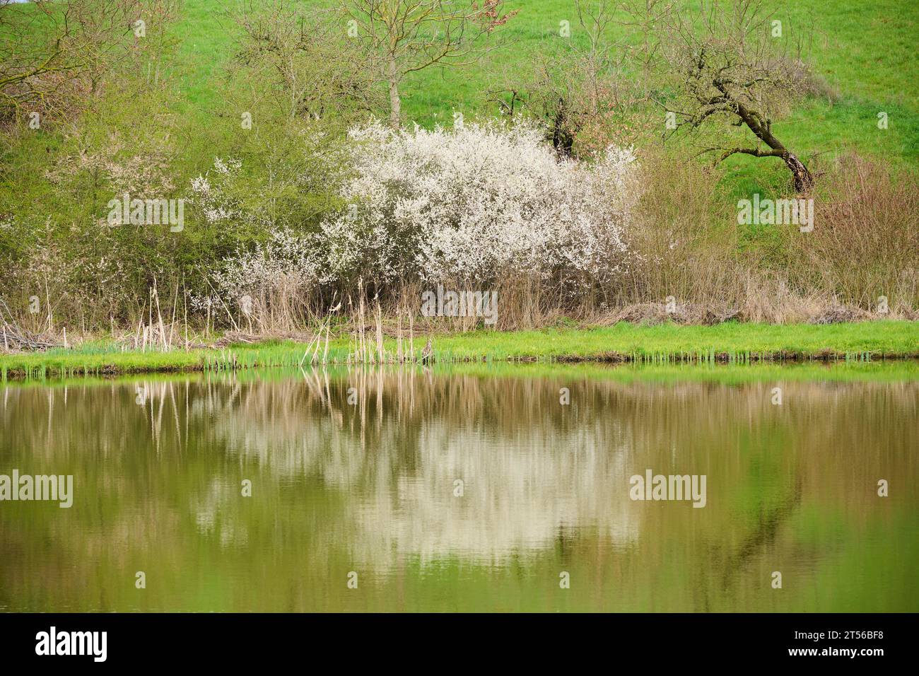 Il Blackthorn (Prunus spinosa) fiorisce accanto a un piccolo lago, Baviera, Germania Foto Stock