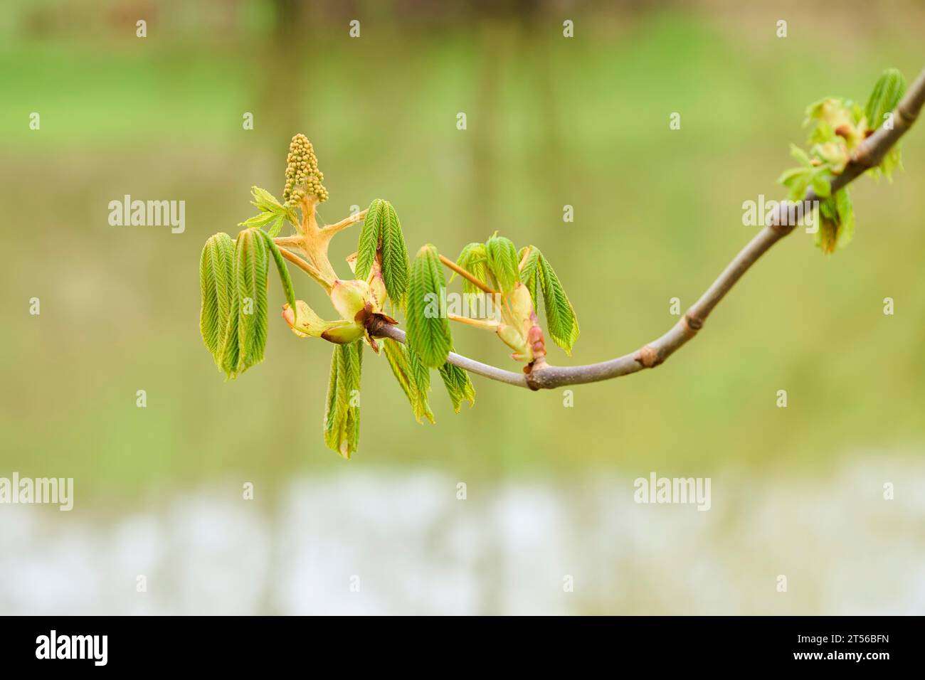 Cime e foglie di castagno (Aesculus hippocastanum), giovani, all'inizio della primavera, Baviera, Germania Foto Stock