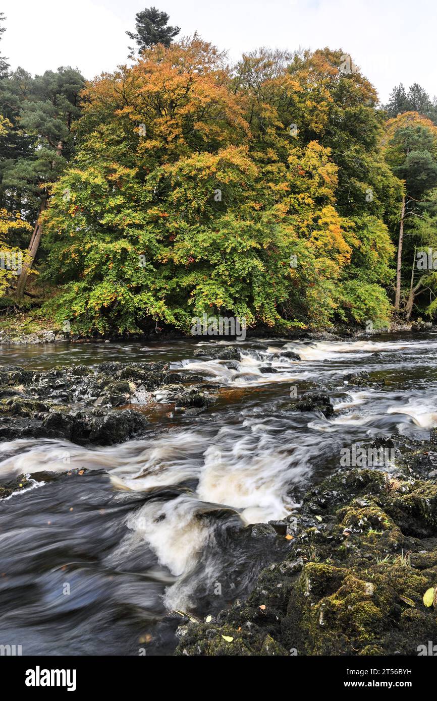 The Tree Lined Banks of the River Tees visto dalla Pennine Way vicino a Bowlees in Autumn, Teesdale, County Durham, Regno Unito Foto Stock