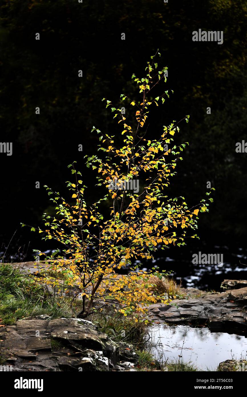 Silver Birch Sapling in autunno, Teesdale, North Pennines, County Durham, Regno Unito Foto Stock