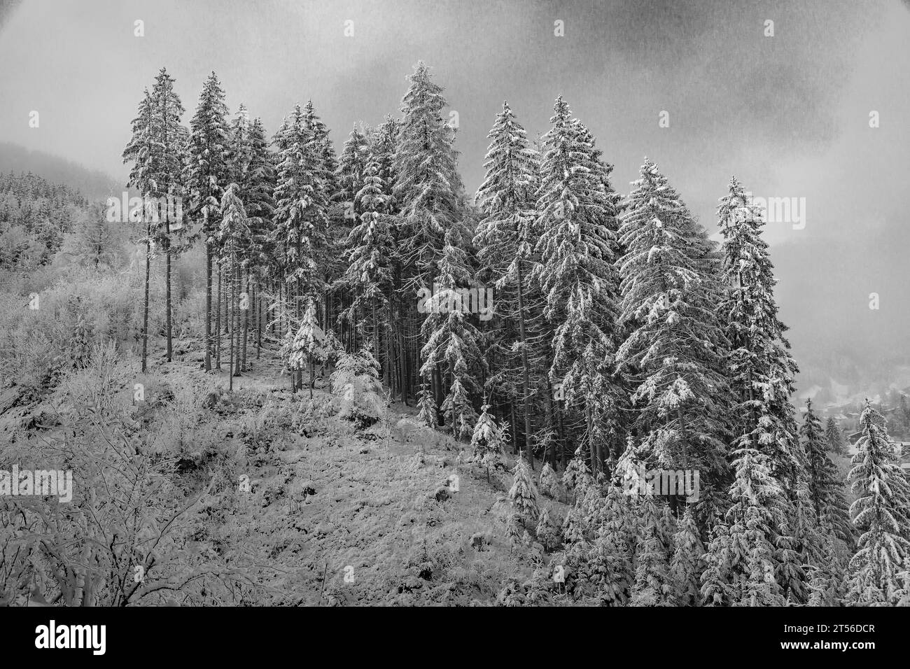 Foresta innevata in inverno a Pinzgau Foto Stock
