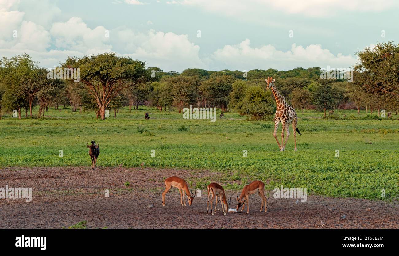 Impala maschili dalla faccia nera (Aepyceros petersi) alla lecca di sale nel nord del Kalahari, nella giraffa di fondo (Giraffa camelopardalis) e negli GNU Foto Stock