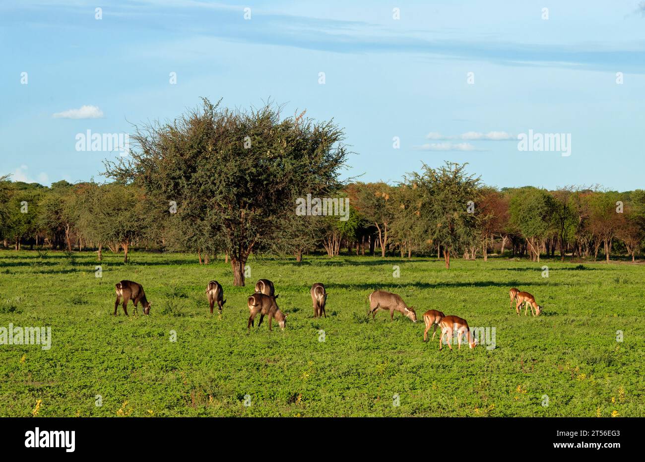 Impala dalla faccia nera (Aepyceros petersi) e aloni ellittici (Kobus ellipsiprymnus) che pascolano nel nord del Kalahari, Wildacker guest farm, Namibia Foto Stock