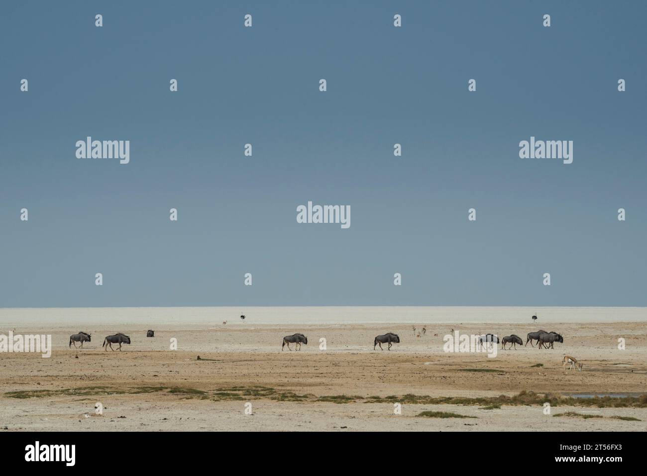 GNU blu (Connochaetes taurinus) e uno struzzo (Struthio camelus) ai margini dell'Etosha Pan, Namibia Foto Stock