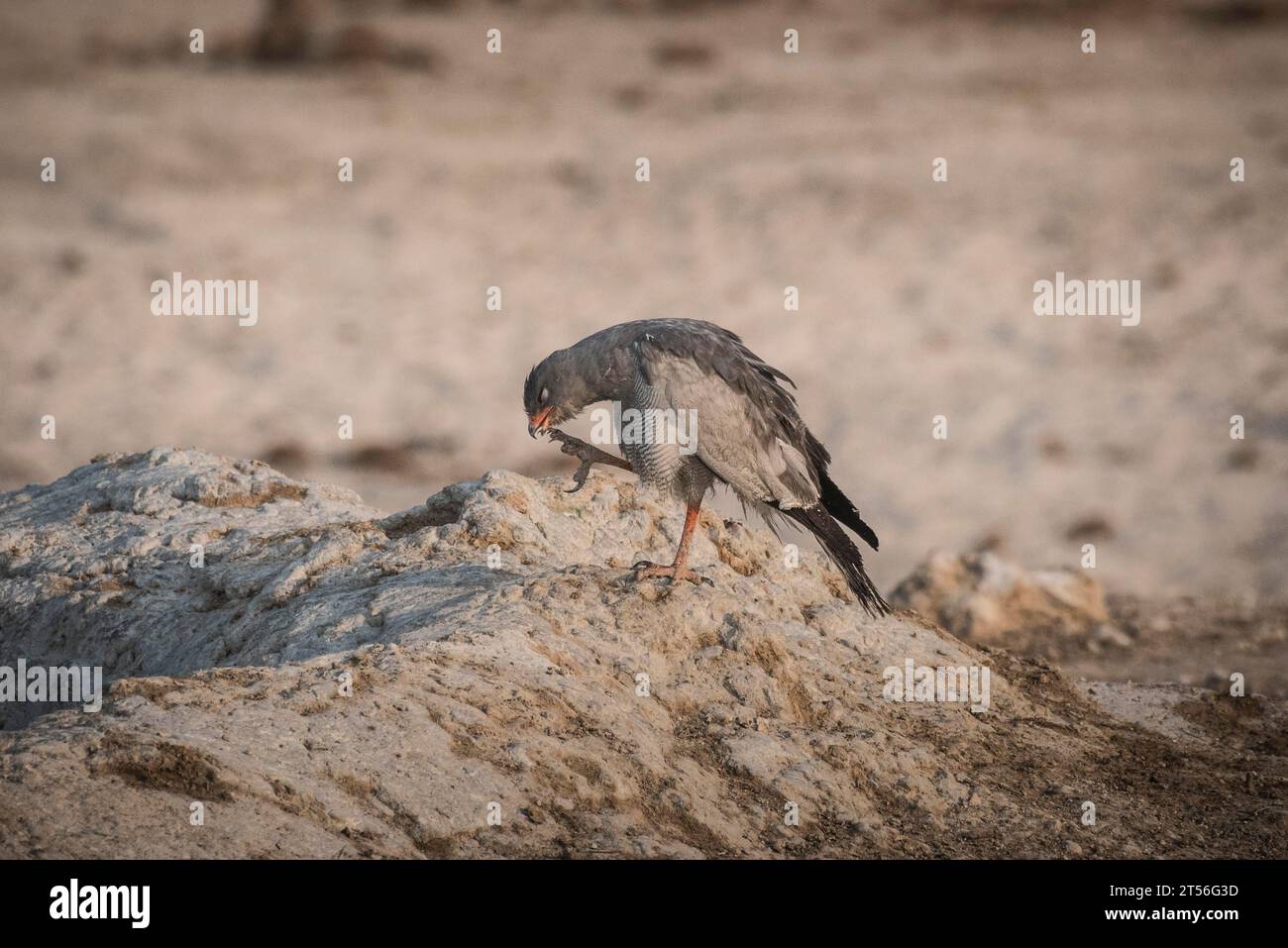 goshawk dalle ali grigie pallide o goshawk (Melierax canorus) che canora il bianco si pulisce da solo, nel Parco Nazionale di Etosha, Namibia Foto Stock