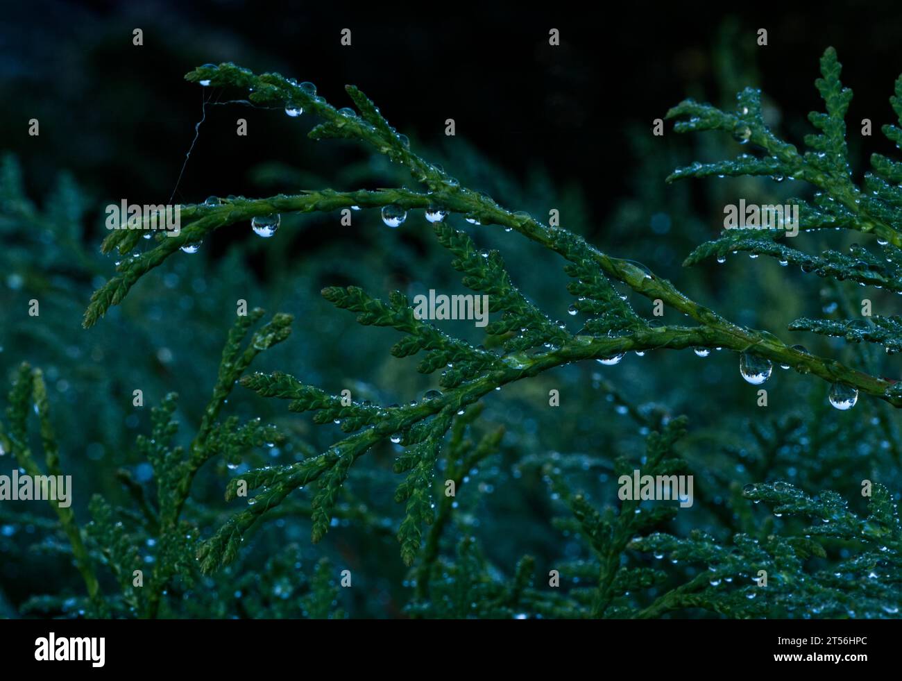 Thuja albero della vita (Thuja occidentalis) con gocce d'acqua Foto Stock