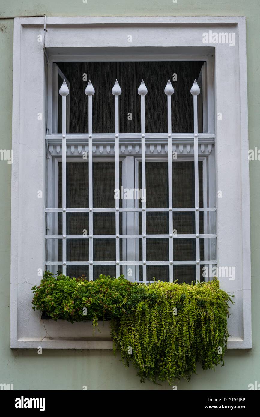 Finestra con piante, bellissima casa storica nel quartiere del Castello di Buda, città vecchia, Budapest, Ungheria Foto Stock