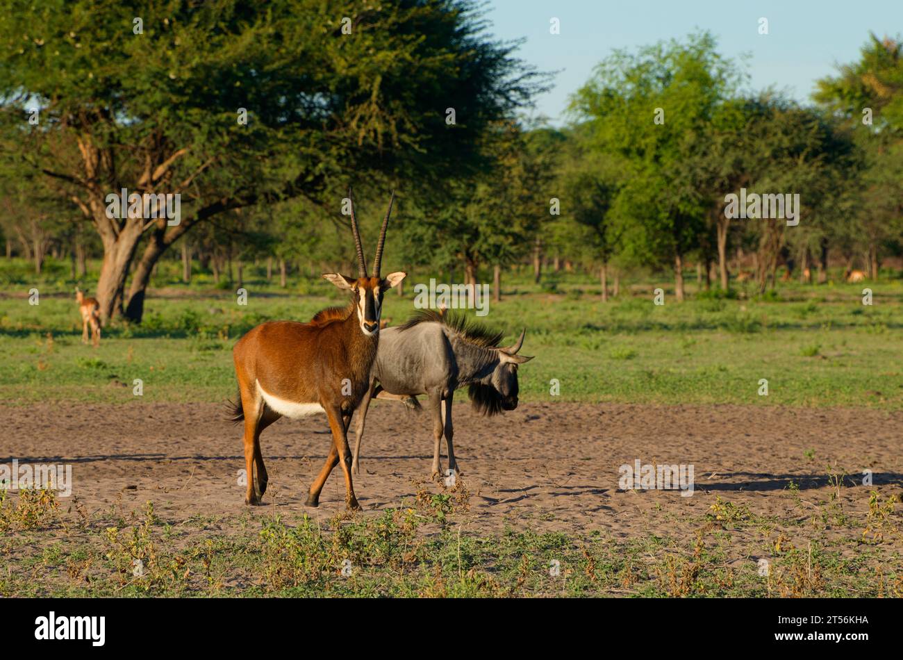Antilope zibellina (Hippotragus niger) e GNU (Connochaetes taurinus) nel nord del Kalahari, fattoria per gli ospiti Wildacker, Otjozondjupa, Namibia Foto Stock
