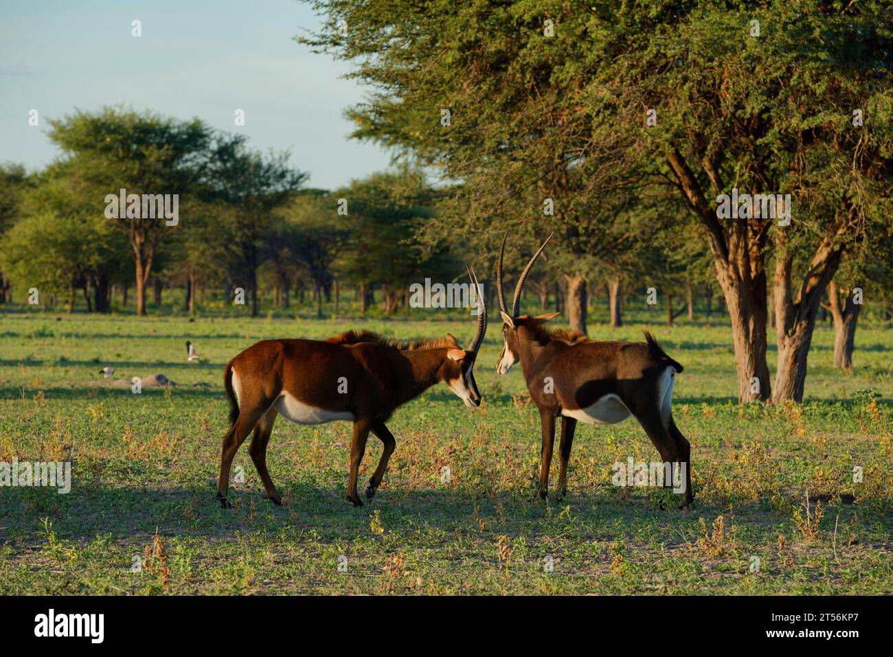 Antilopi maschi (Hippotragus niger) in un'area nel nord del Kalahari, Wildacker guest farm, a nord di Grootfontein, regione di Otjozondjupa, Namibia Foto Stock