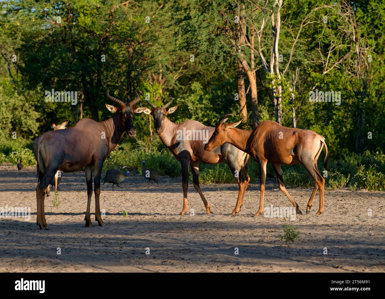 Tsessebes (Damaliscus lunatus) nel nord del Kalahari, Wildacker guest farm, a nord di Grootfontein, regione di Otjozondjupa, Namibia Foto Stock