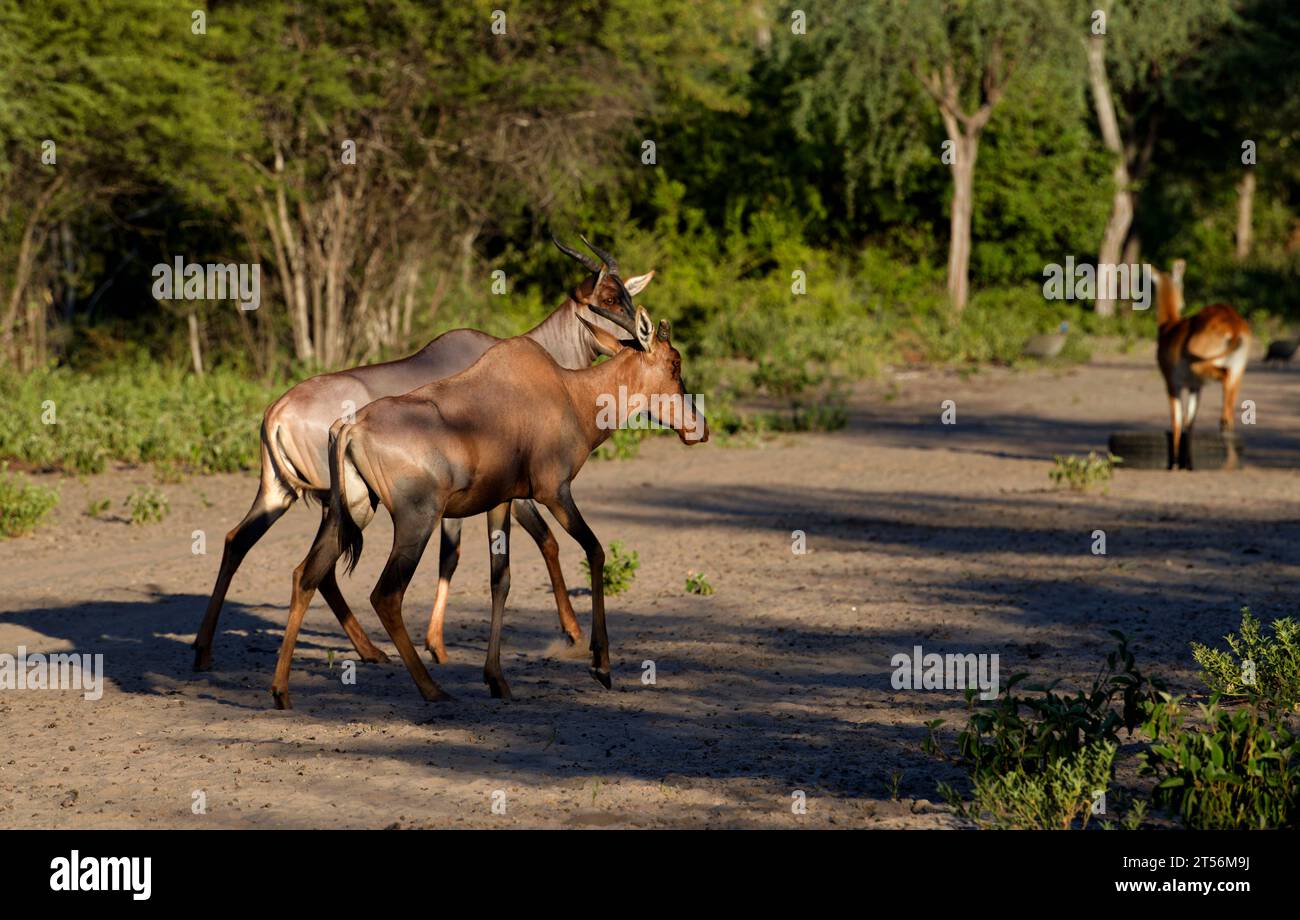 Tsessebes (Damaliscus lunatus) al momento dell'alimentazione nel nord del Kalahari, fattoria per gli ospiti Wildacker, a nord di Grootfontein, regione di Otjozondjupa, Namibia Foto Stock