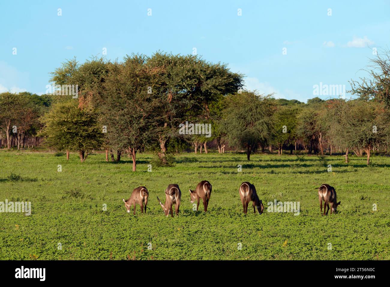 Ellipse Waterbucks (Kobus ellipsiprymnus) in un'area nel nord del Kalahari, Wildacker guest farm, vicino a Grootfontein, regione di Otjozondjupa, Namibia Foto Stock