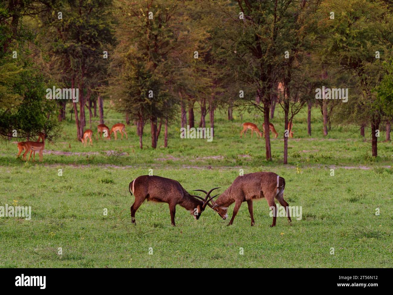 I banchi d'acqua ellittici (Kobus ellipsiprymnus) combattono in un'area nel nord del Kalahari, Wildacker guest farm, vicino a Grootfontein, regione di Otjozondjupa, Namibia Foto Stock