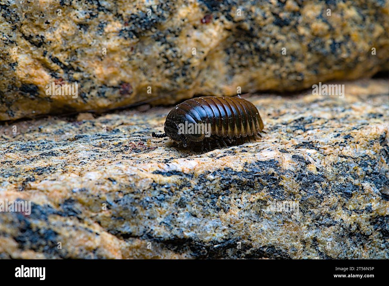 immagine ravvicinata di un piccolo insetto marrone lucido Foto Stock