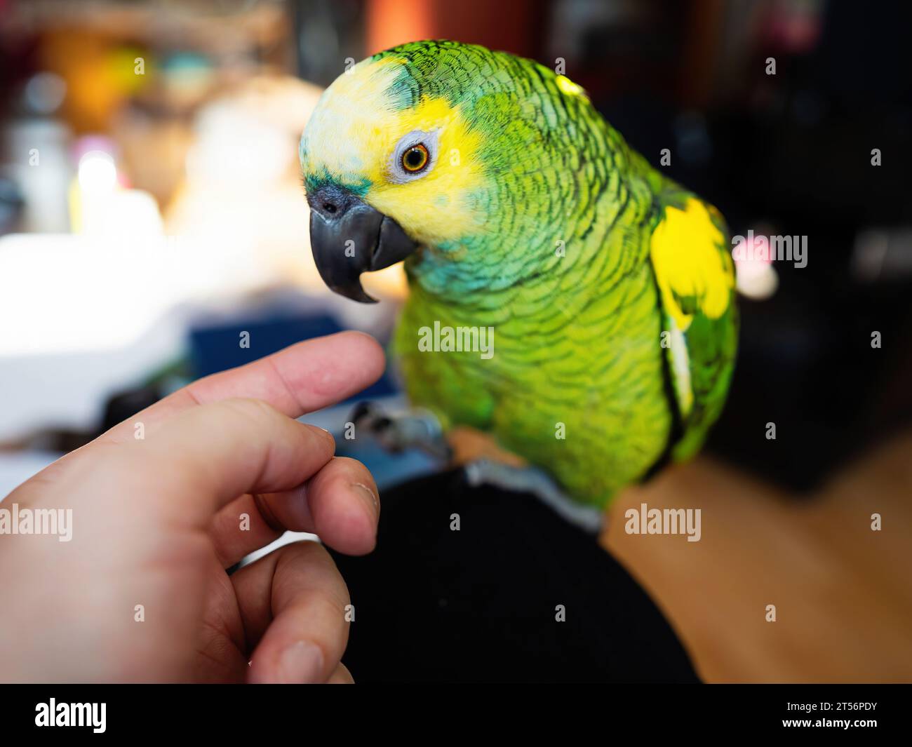 Il pappagallo amazzonico con la facciata turchese (Amazona aestiva) gode della libertà di movimento intorno all'appartamento. Un simpatico animale domestico ecologico che siede al ginocchio del proprietario Foto Stock