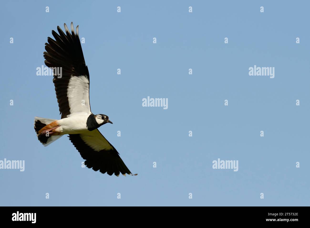 Lappatura settentrionale, Peewit o Pewit (Vanellus vanellus), Renania settentrionale-Vestfalia, Germania | Kiebitz (Vanellus vanellus), Nordrhein-Westfalen, Deutschland Foto Stock