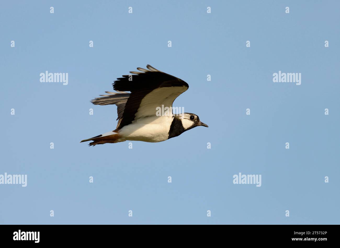 Lappatura settentrionale, Peewit o Pewit (Vanellus vanellus), Renania settentrionale-Vestfalia, Germania | Kiebitz (Vanellus vanellus), Nordrhein-Westfalen, Deutschland Foto Stock