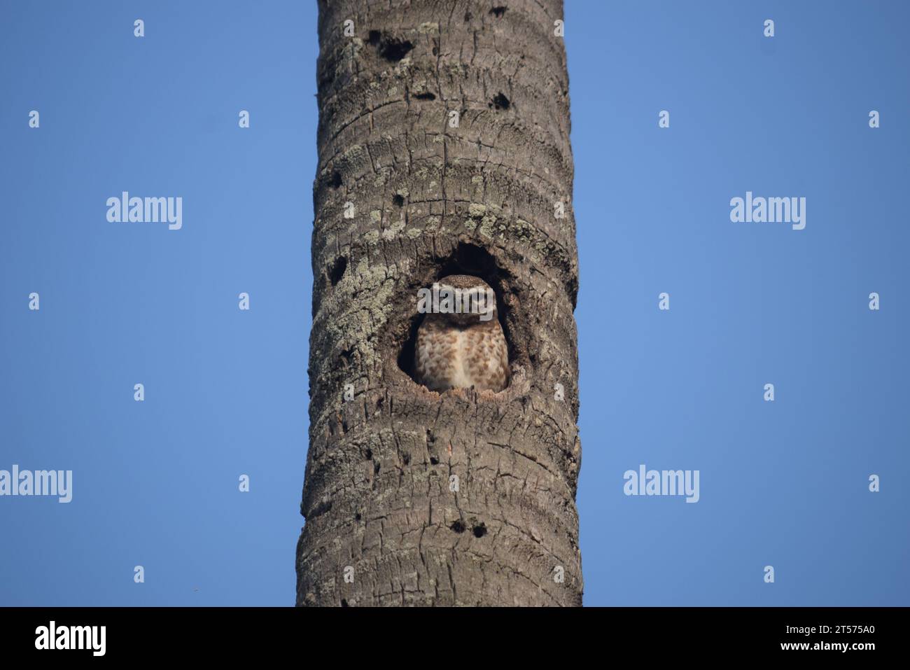 Piccoli gufi in un albero stanno fissando la tua anima Renwick Badh, Kushtia, Bangladesh. Foto Stock