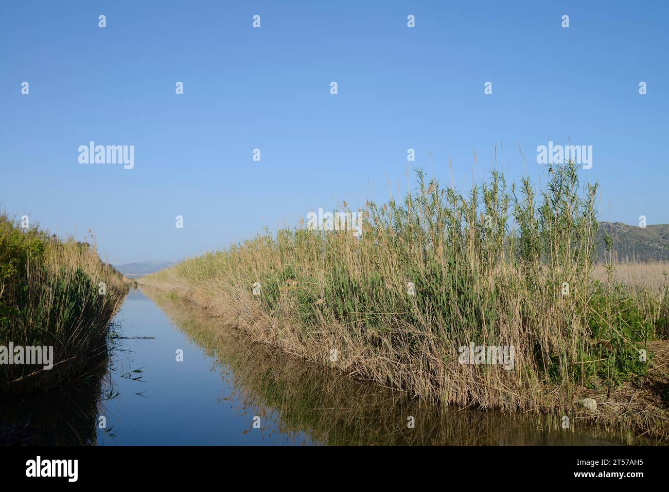 Canal in S'Albufera Natural Park, Mallorca, Isole Baleari, Spagna | Kanal im Naturpark S'Albufera, Mallorca, Balearen, Spanien Foto Stock