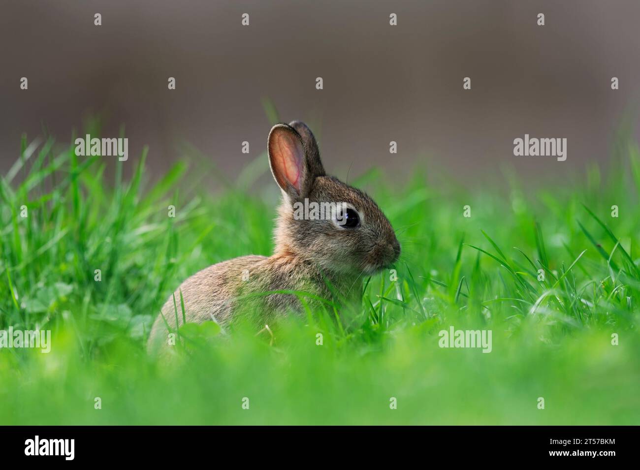 Coniglio europeo (Oryctolagus cuniculus), giovane animale, Renania settentrionale-Vestfalia, Germania | Wildkaninchen (Oryctolagus cuniculus), Jungtier Foto Stock