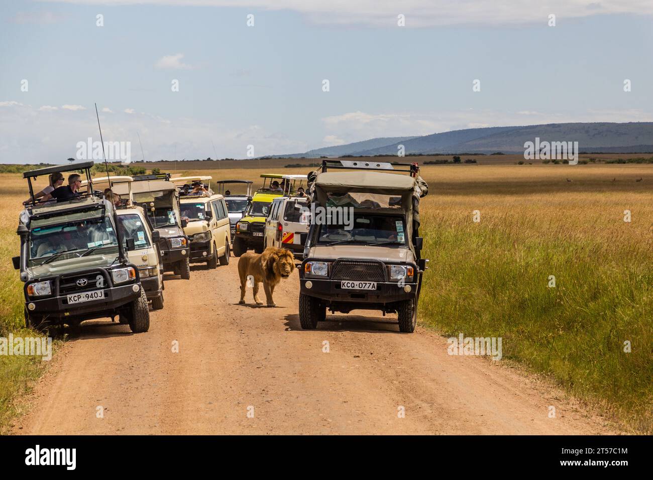 MASAI MARA, KENYA - 19 FEBBRAIO 2020: Veicoli da safari e leone nella riserva nazionale di Masai Mara, Kenya Foto Stock