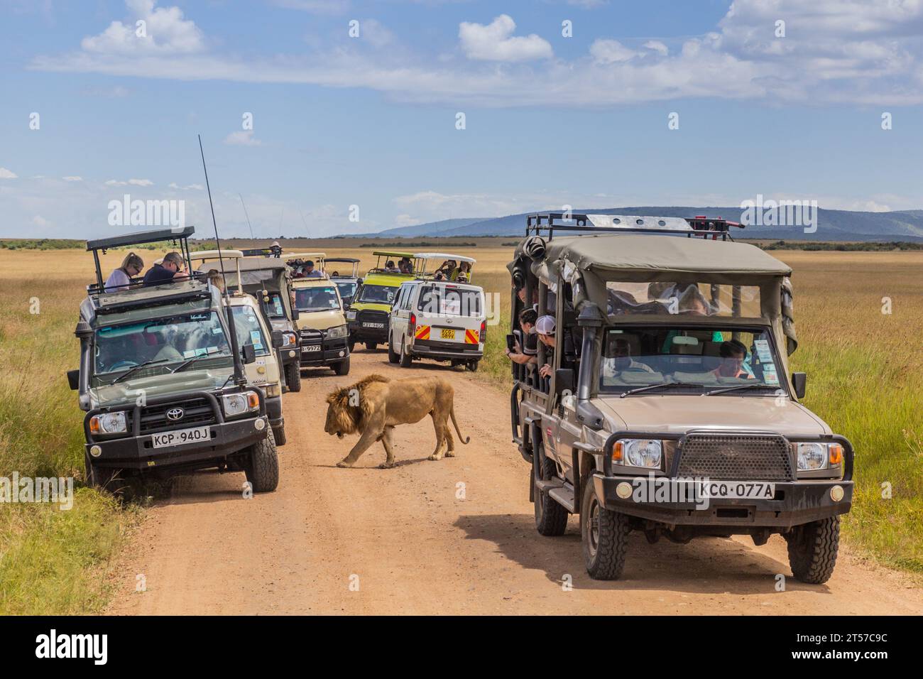 MASAI MARA, KENYA - 19 FEBBRAIO 2020: Veicoli da safari e leone nella riserva nazionale di Masai Mara, Kenya Foto Stock