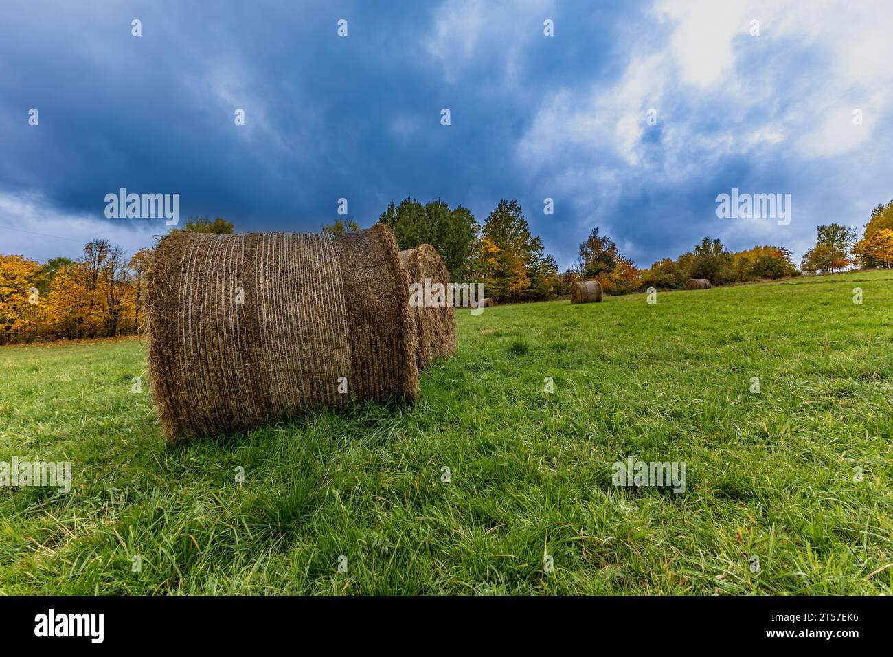 Balle rotonde di fieno in un prato in campagna durante la stagione del raccolto Foto Stock