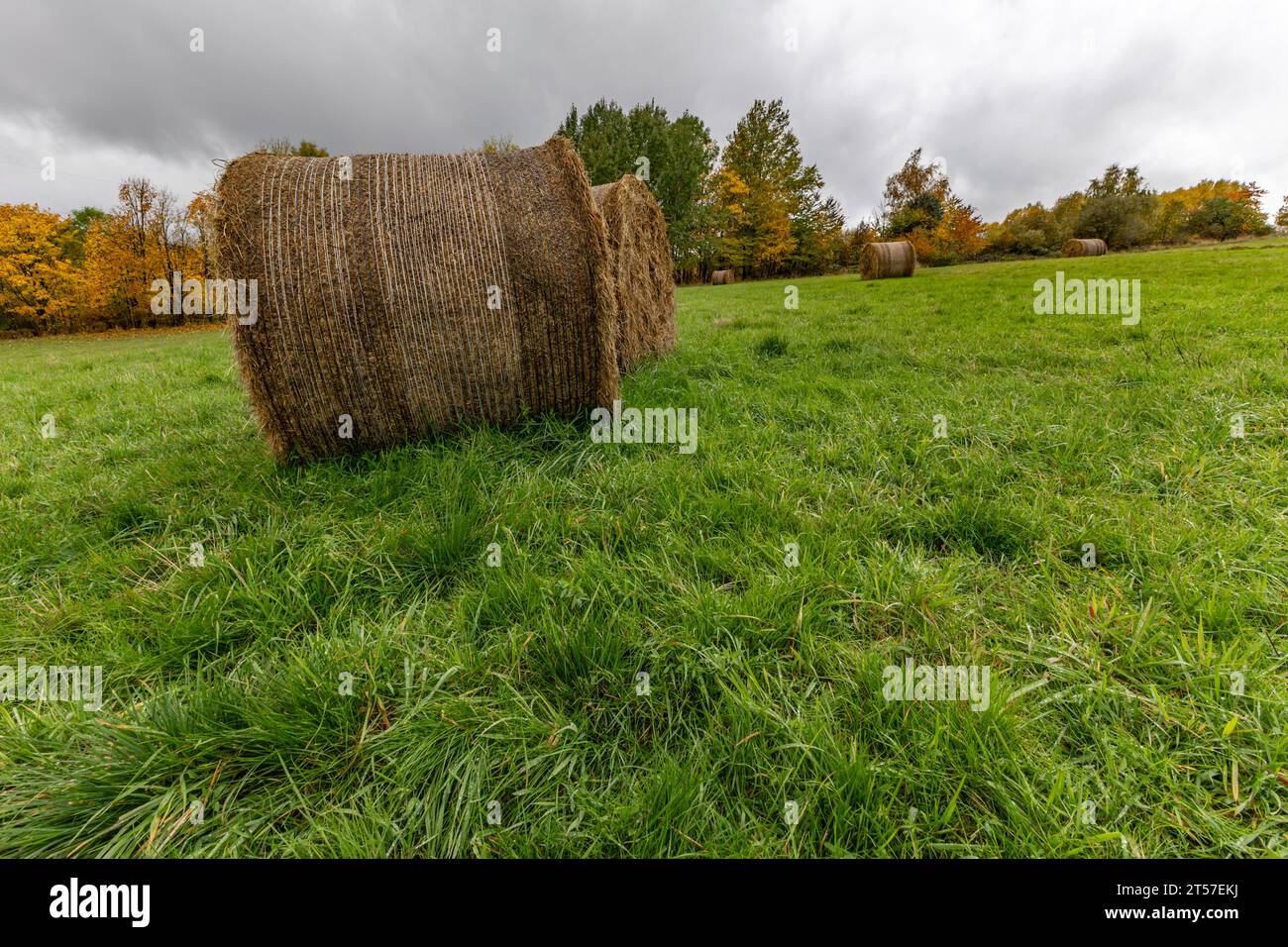 Balle rotonde di fieno in un prato in campagna durante la stagione del raccolto Foto Stock