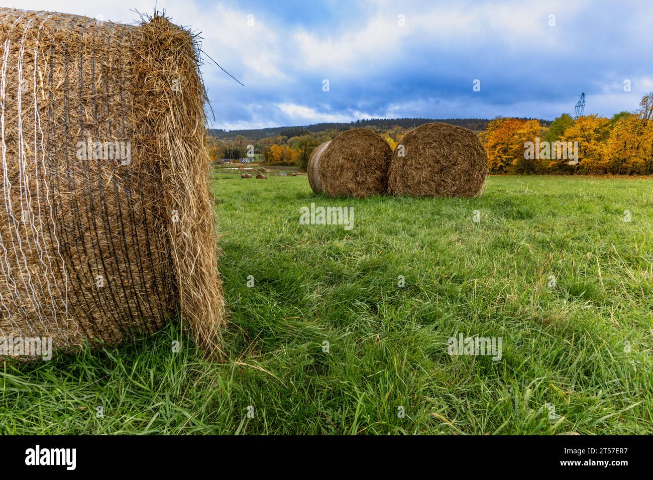 Balle rotonde di fieno in un prato in campagna durante la stagione del raccolto Foto Stock