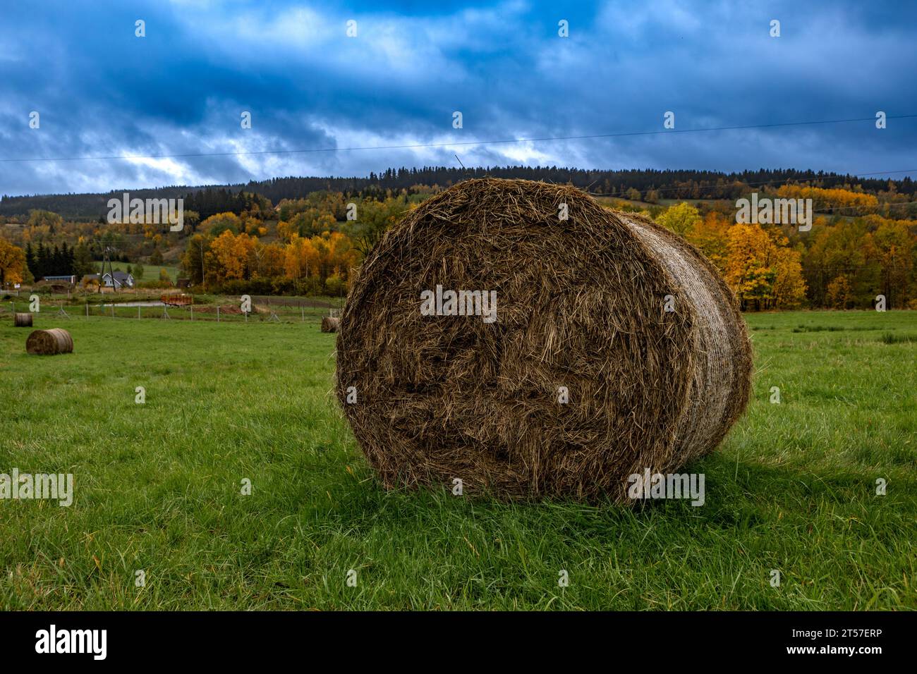 Balle rotonde di fieno in un prato in campagna durante la stagione del raccolto Foto Stock
