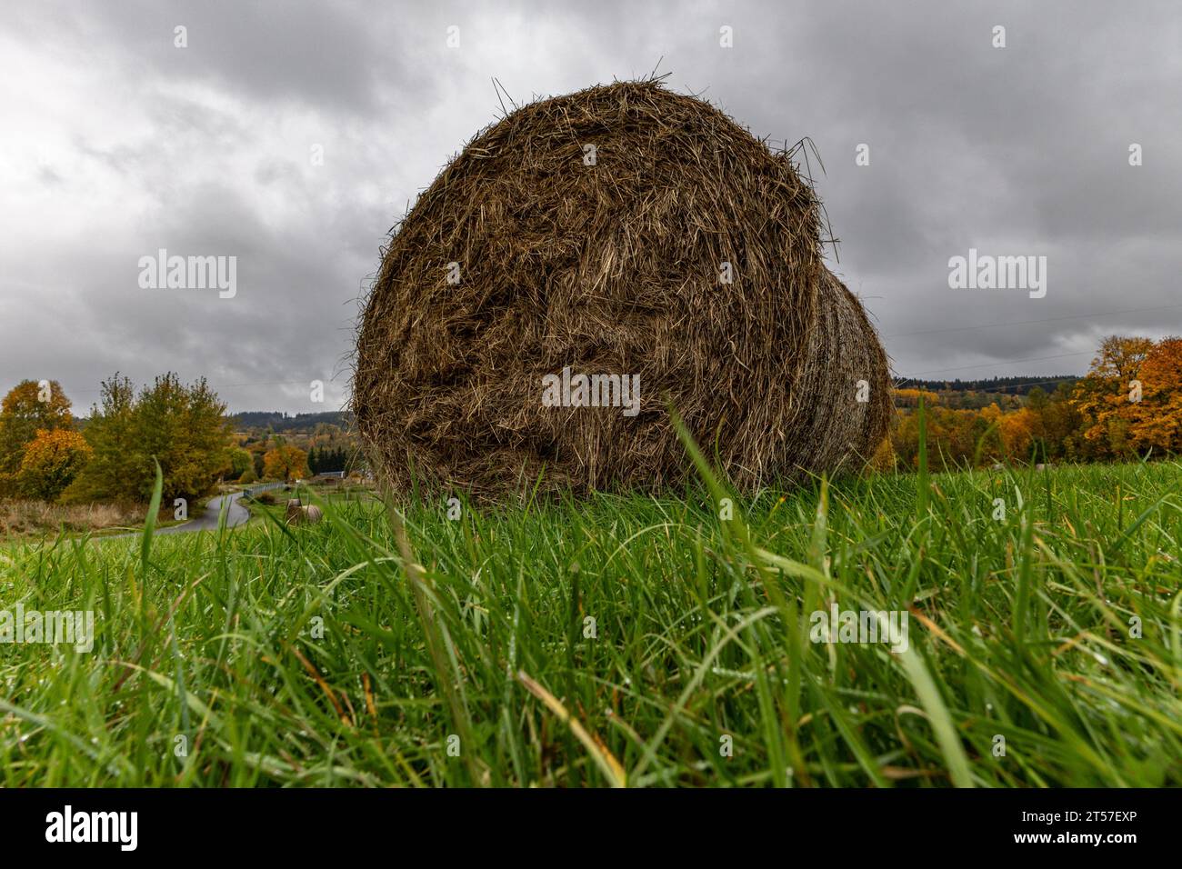 Balle rotonde di fieno in un prato in campagna durante la stagione del raccolto Foto Stock