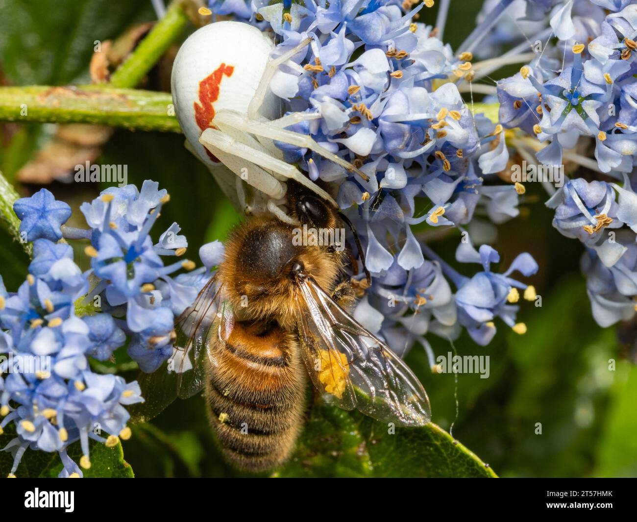 Ragno di granchio bianco che cattura e mangia api mellifere Foto Stock