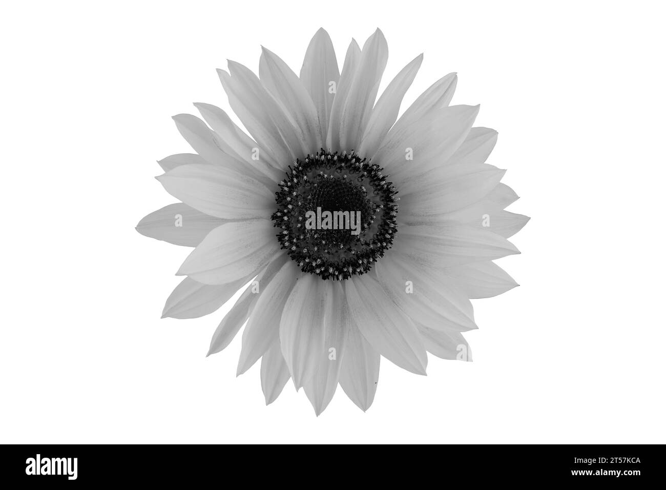 Girasoli rossi gialli isolati sullo sfondo Foto Stock