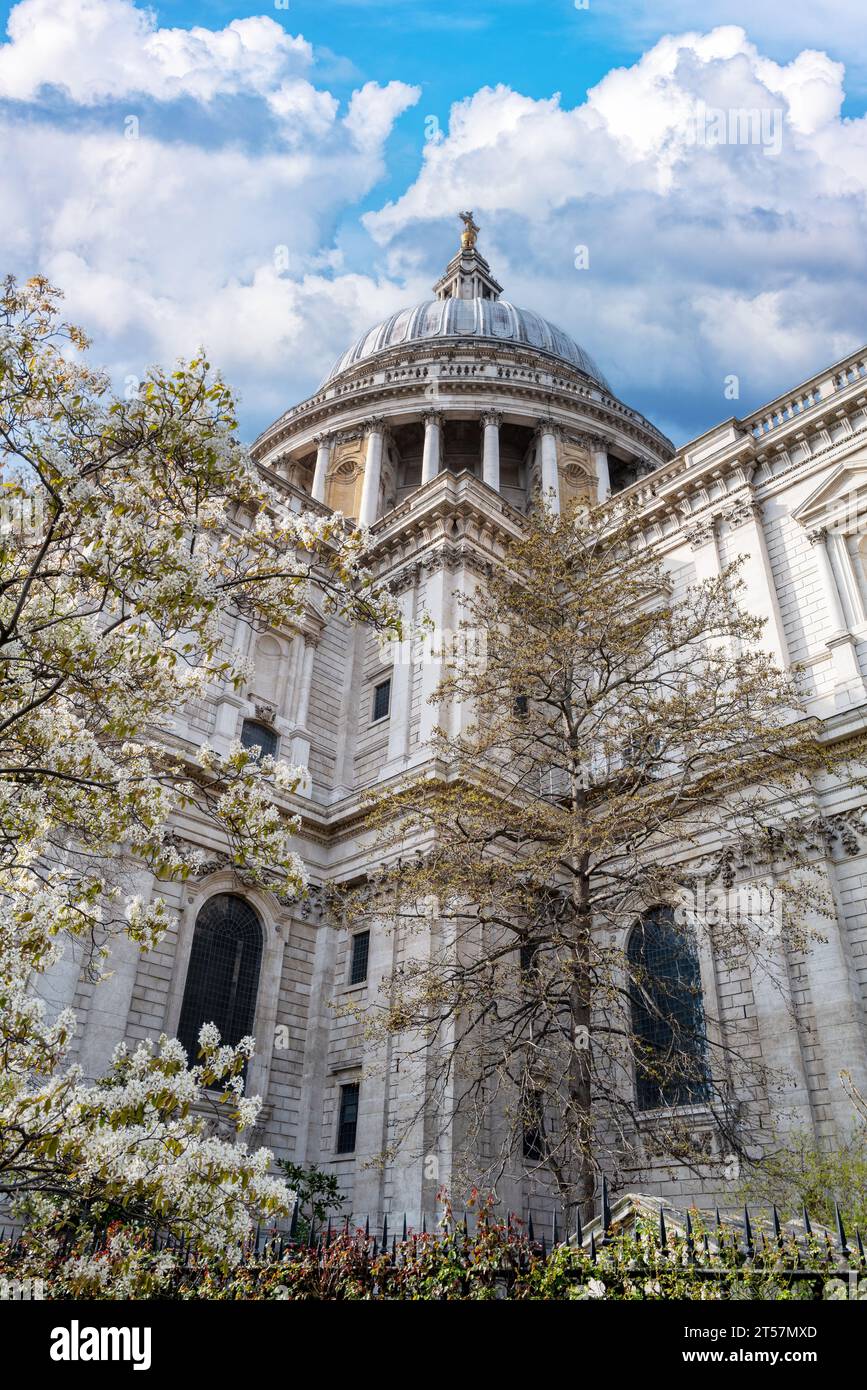 La cupola della famosa Cattedrale di St Pauls, Londra. Primavera con fiori di ciliegio rosa e bianco, che circondano la bella architettura di Sir Chris Foto Stock