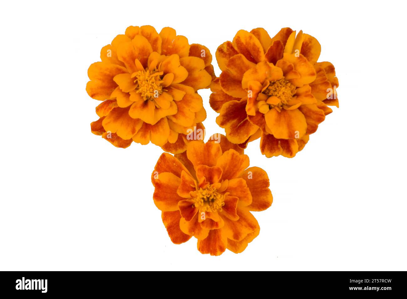 Fiore di calendula isolato su bianco, nome latino Tagetes Foto Stock