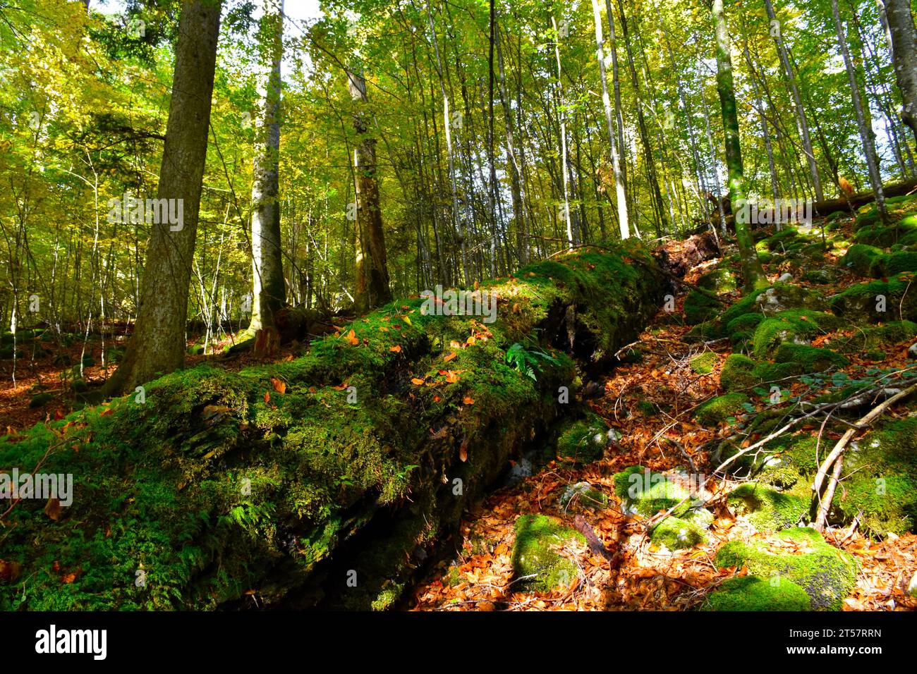 Tronco di alberi in decomposizione ricoperto di muschio e piante sul terreno della foresta vecchia di Rajhenav Foto Stock