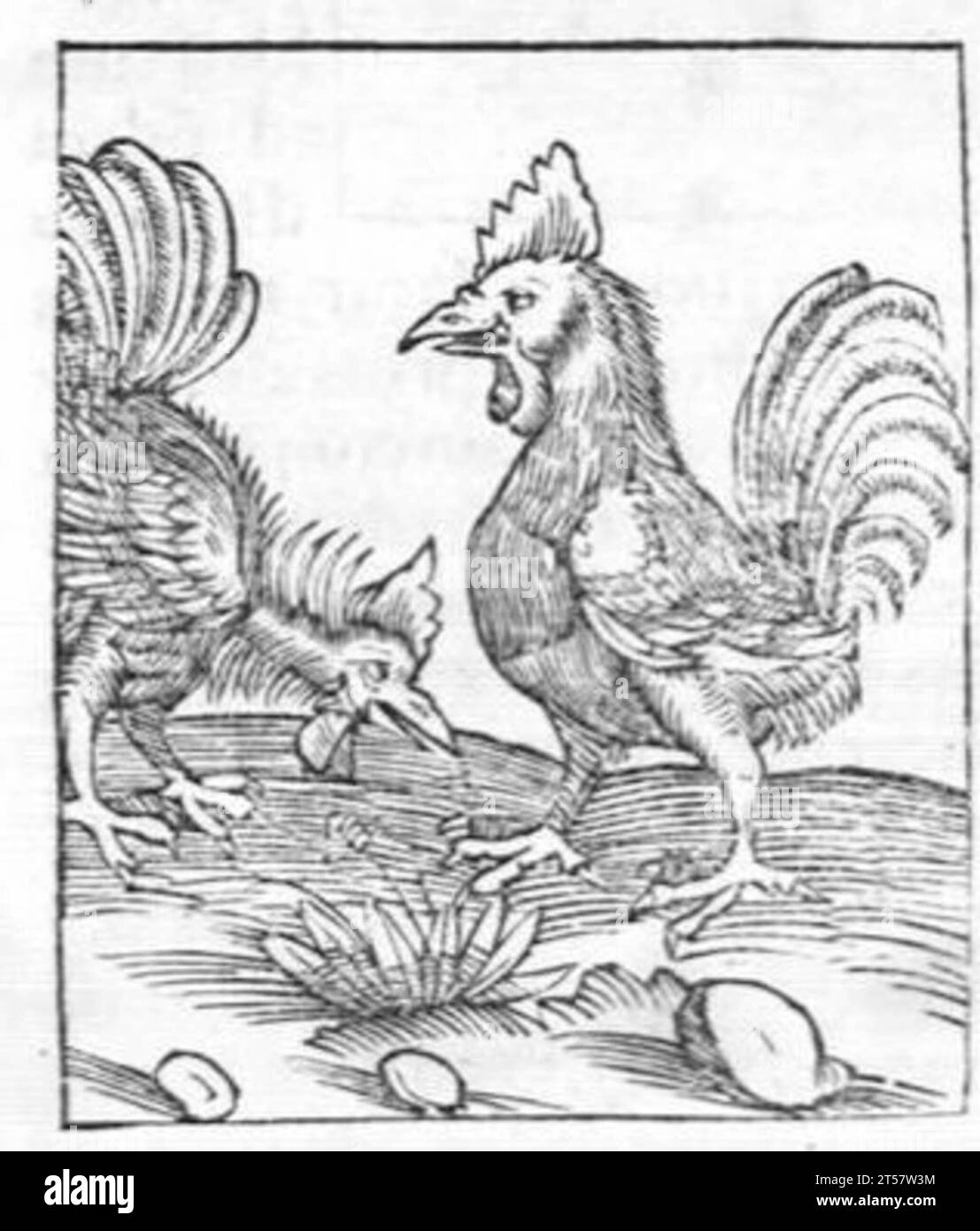 Hortus sanitatis..., 1536 Foto Stock