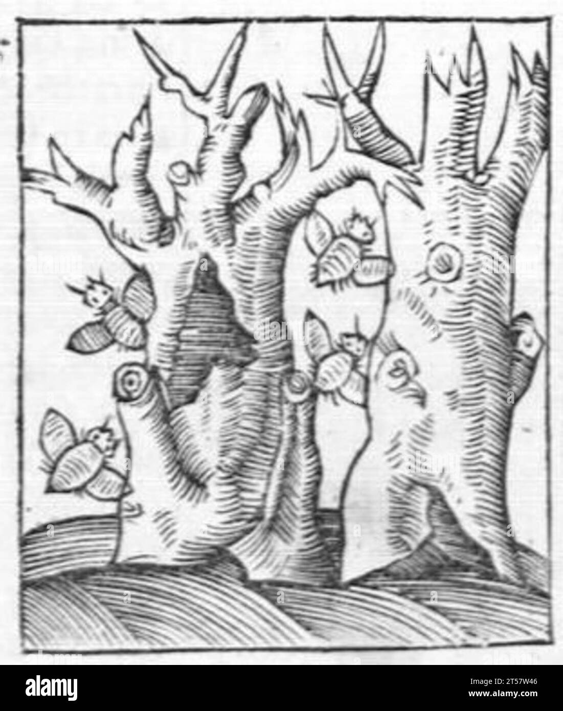 Hortus sanitatis..., 1536 Foto Stock