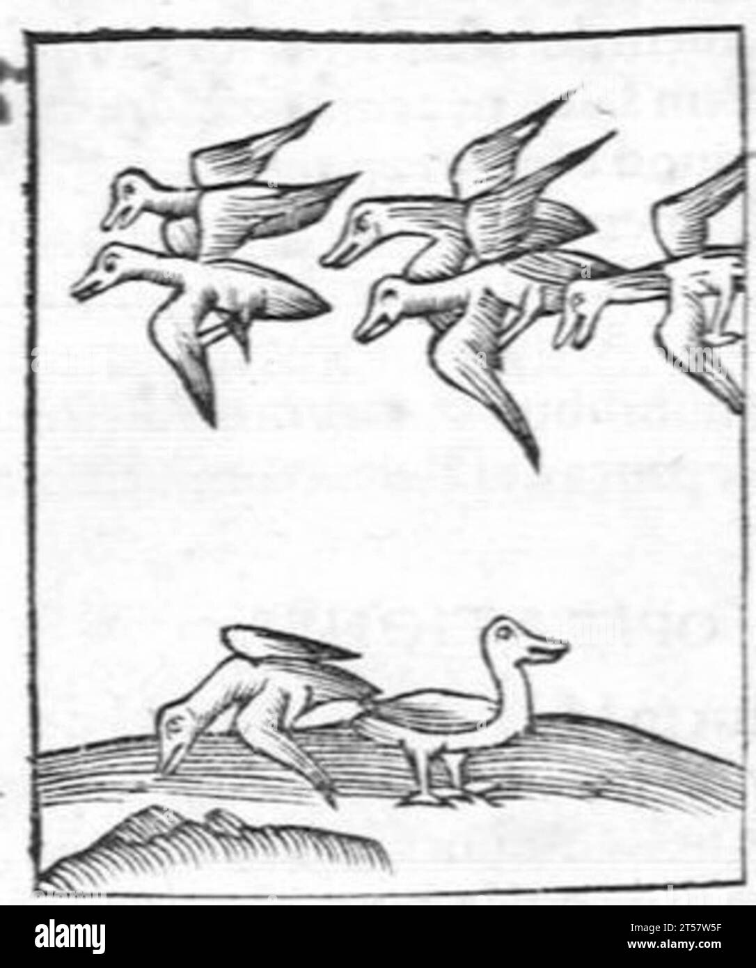 Hortus sanitatis..., 1536 Foto Stock