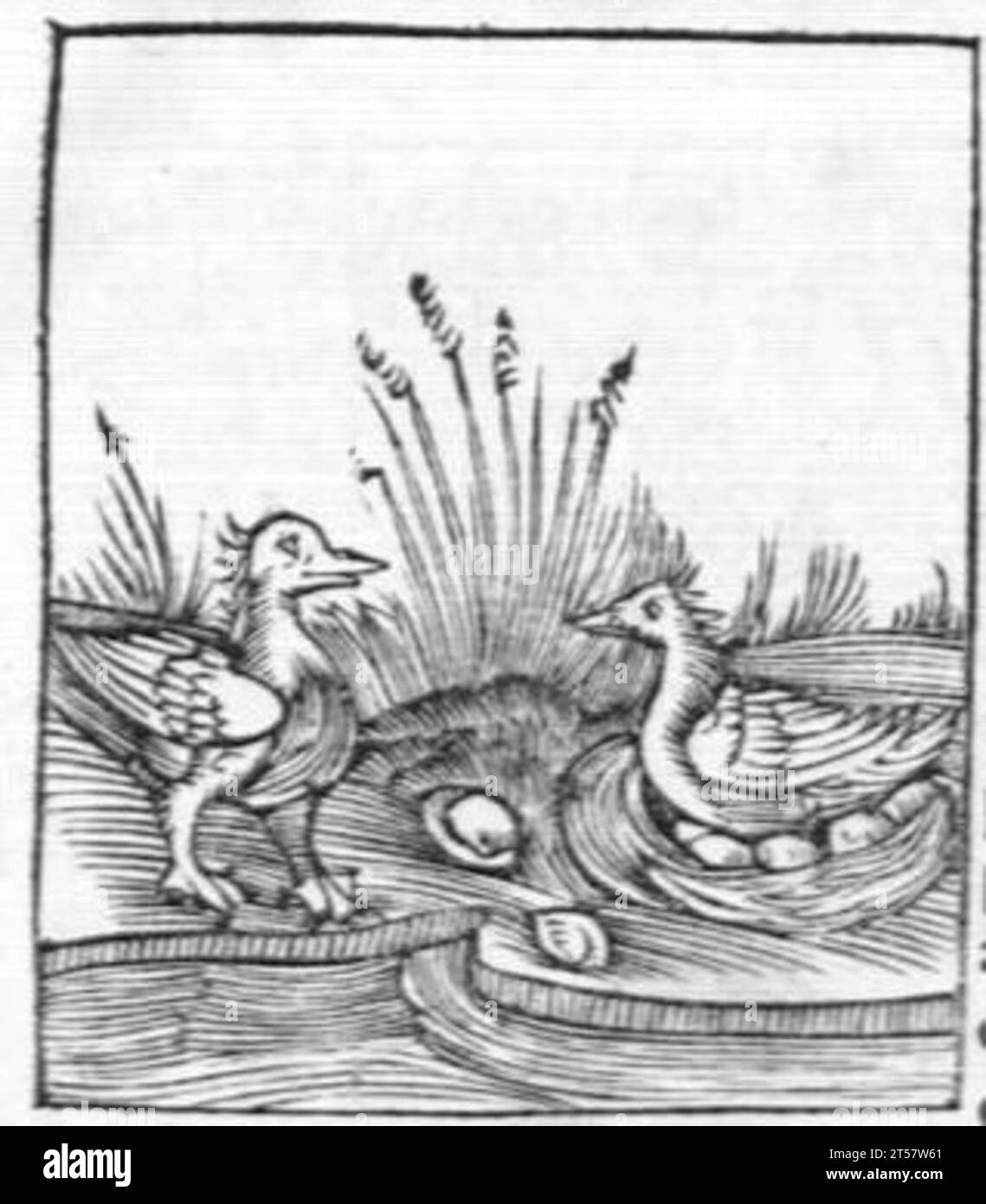 Hortus sanitatis..., 1536 Foto Stock