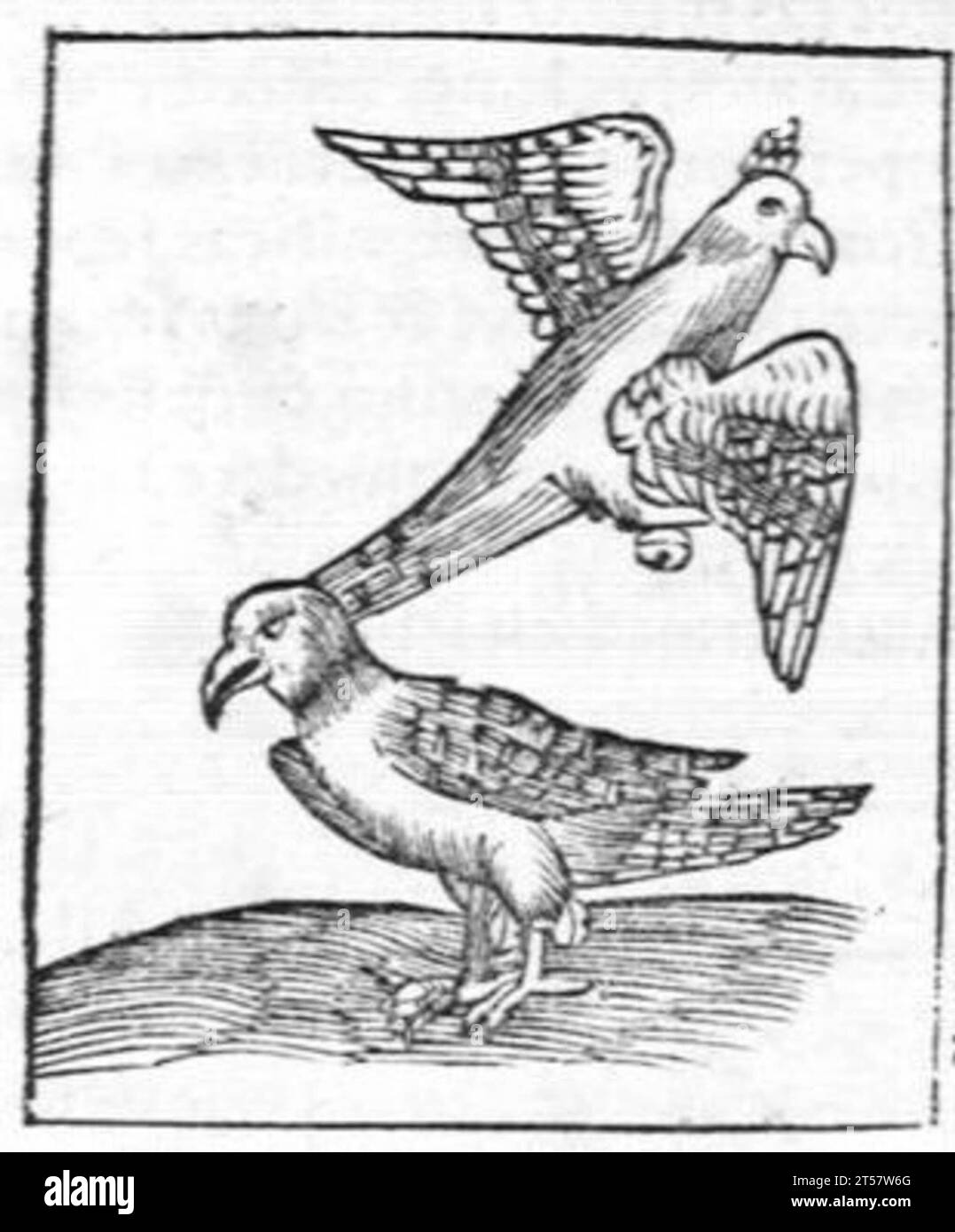 Hortus sanitatis..., 1536 Foto Stock