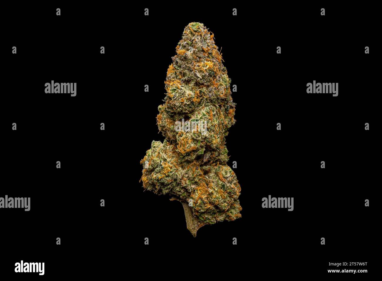 Succo d'aglio - Cannabis vivo Plant Full Arm su sfondo nero Foto Stock