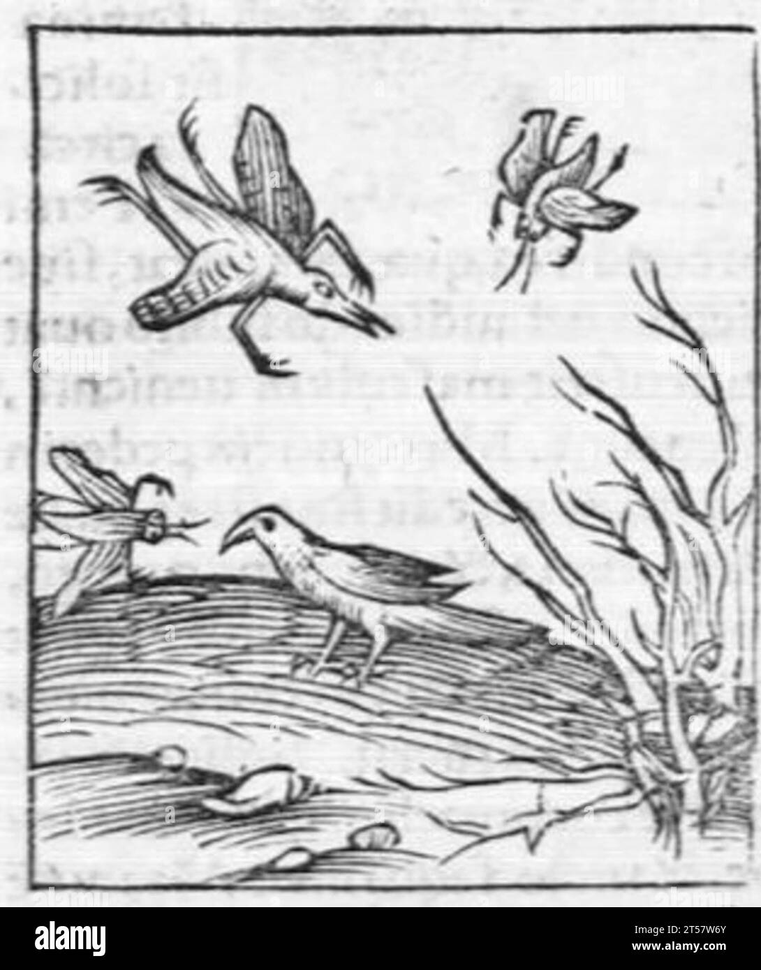 Hortus sanitatis..., 1536 Foto Stock