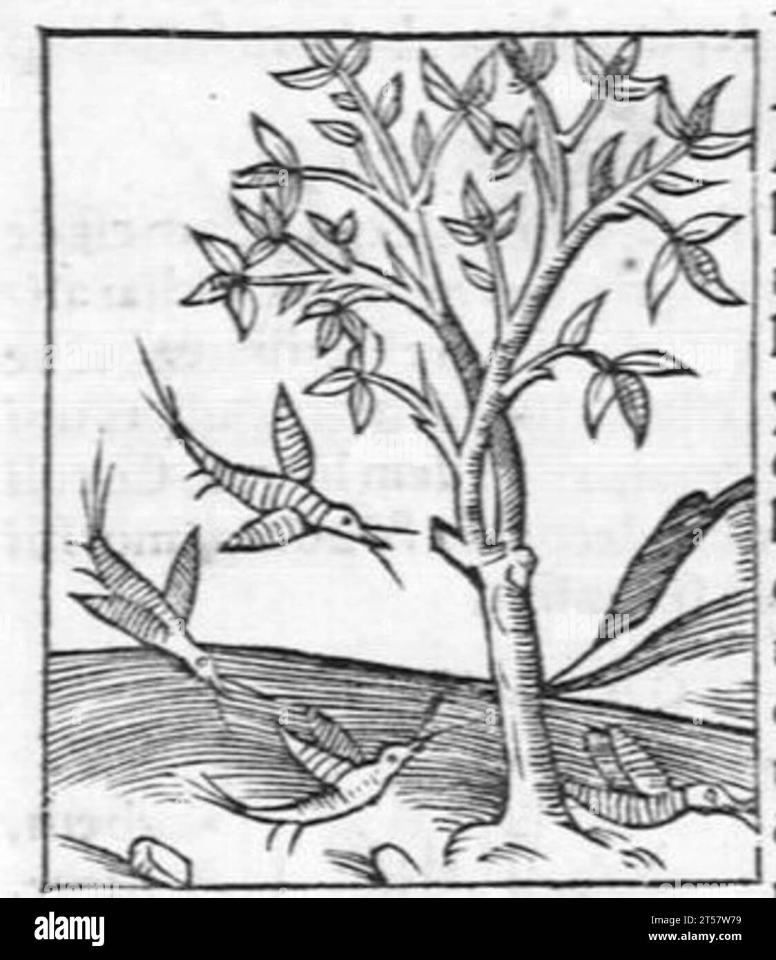 Hortus sanitatis..., 1536 Foto Stock