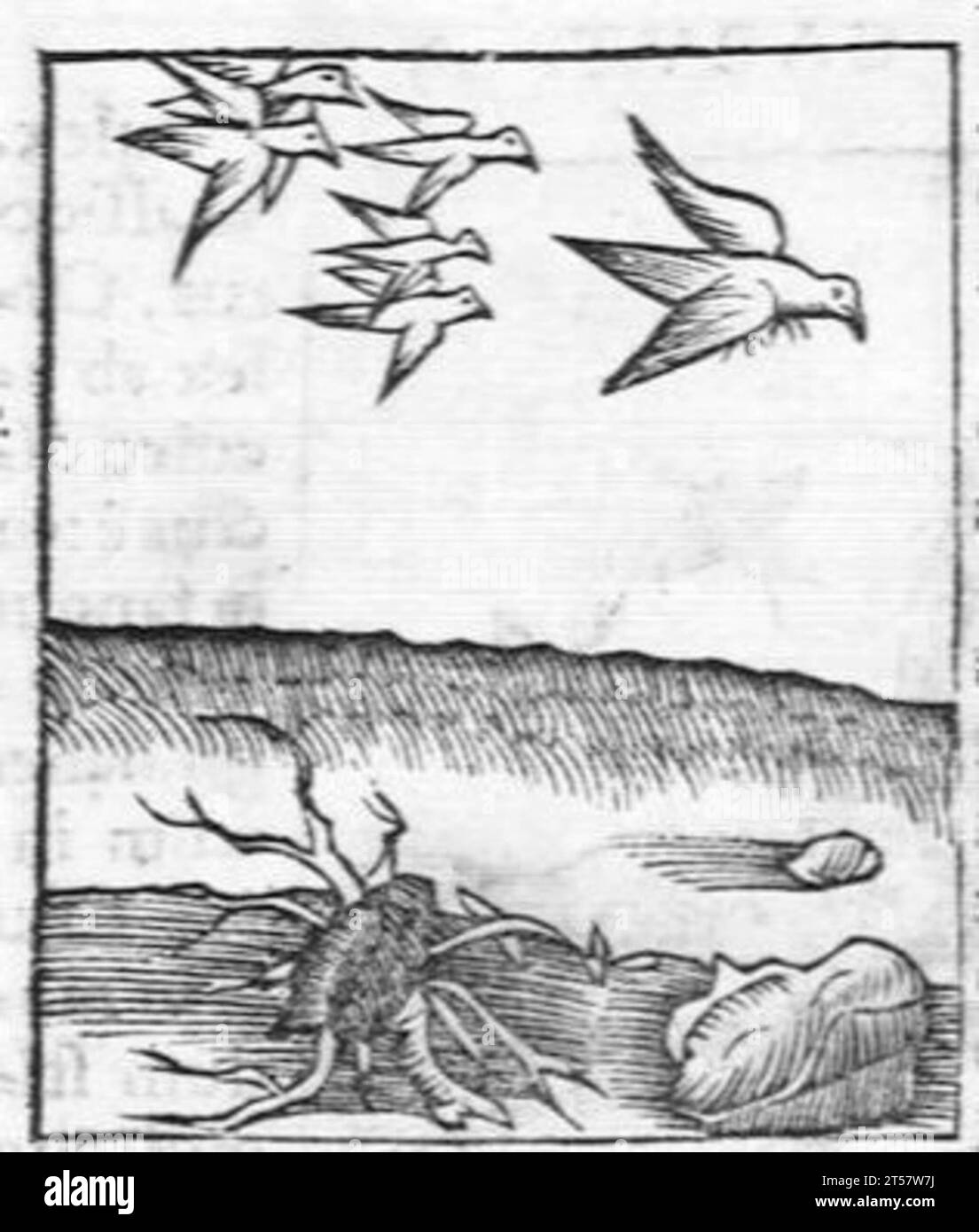 Hortus sanitatis..., 1536 Foto Stock