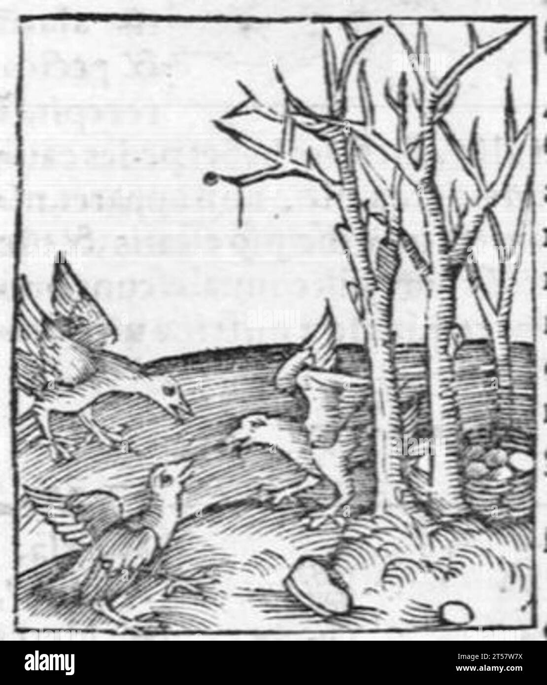 Hortus sanitatis..., 1536 Foto Stock