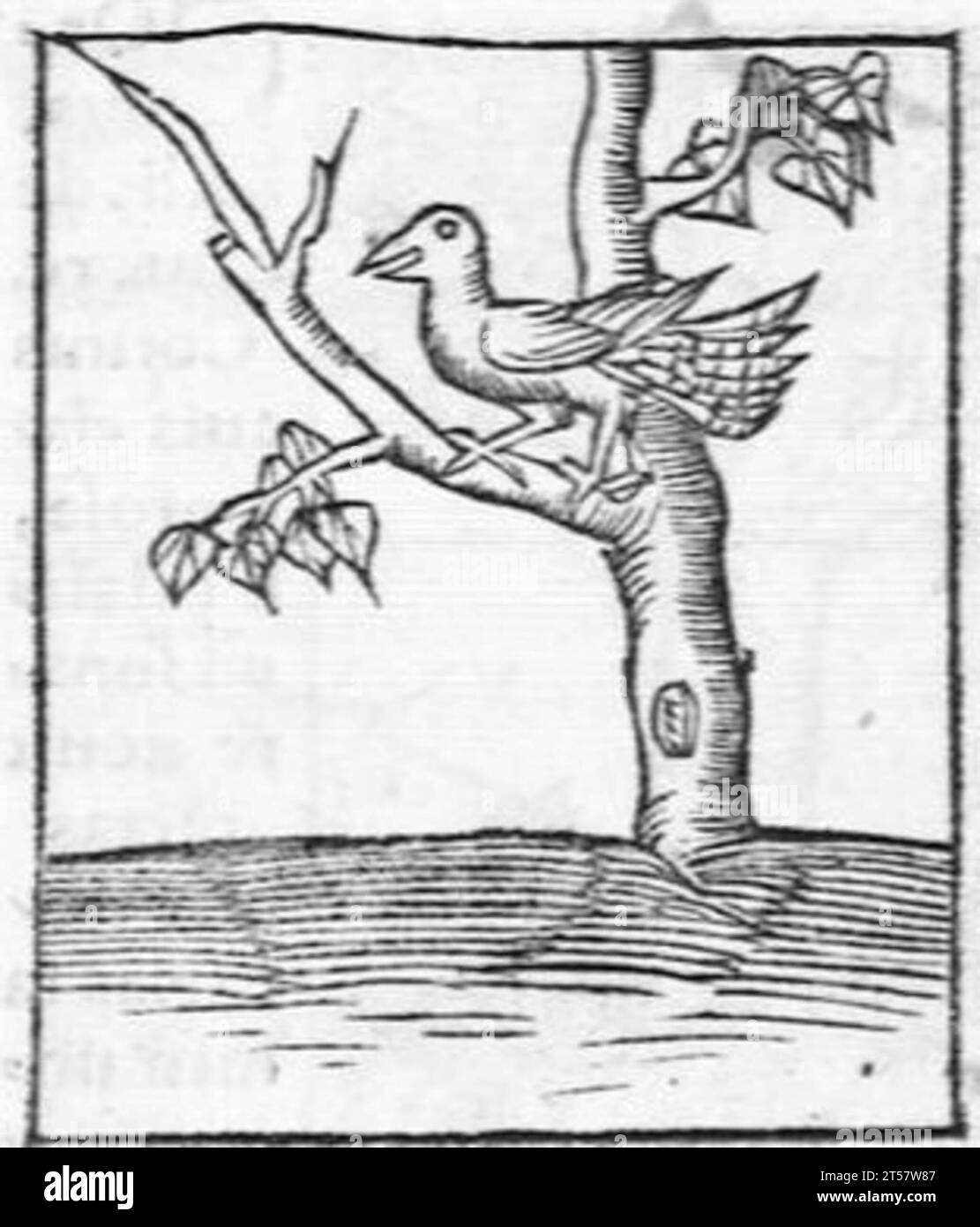 Hortus sanitatis..., 1536 Foto Stock