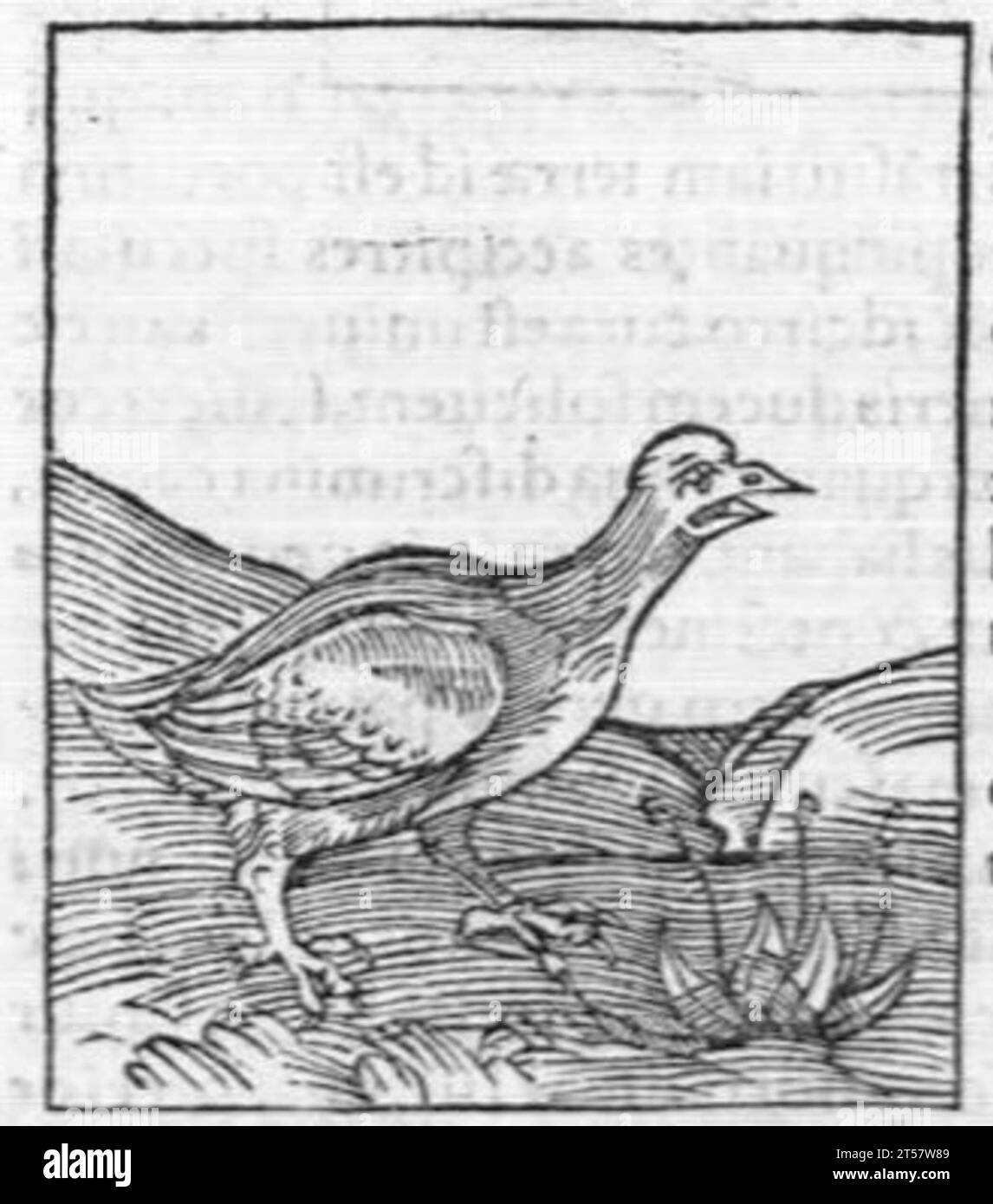 Hortus sanitatis..., 1536 Foto Stock