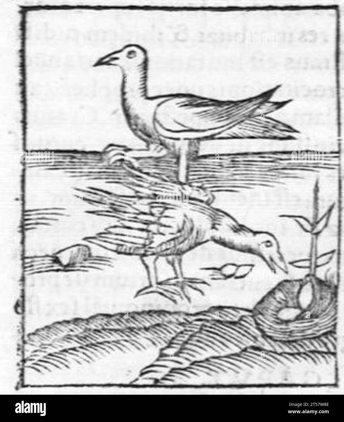 Hortus sanitatis..., 1536 Foto Stock